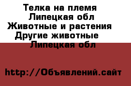 Телка на племя - Липецкая обл. Животные и растения » Другие животные   . Липецкая обл.